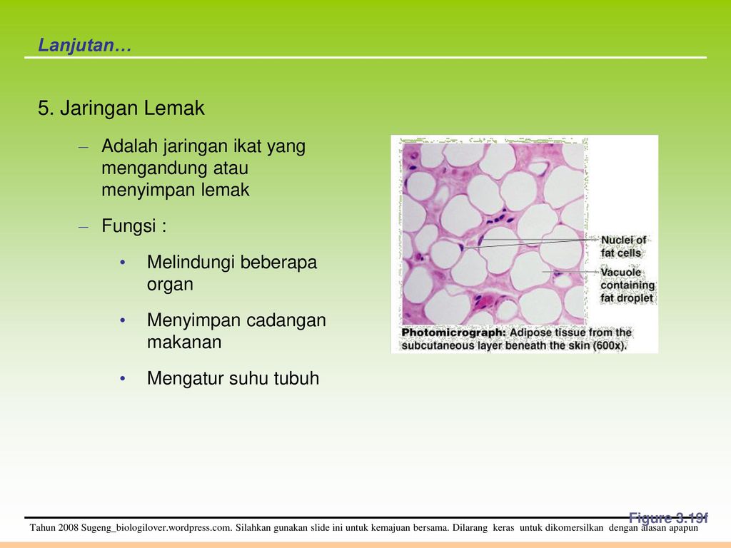 Jaringan Hewan Apa Itu Jaringan Ppt Download