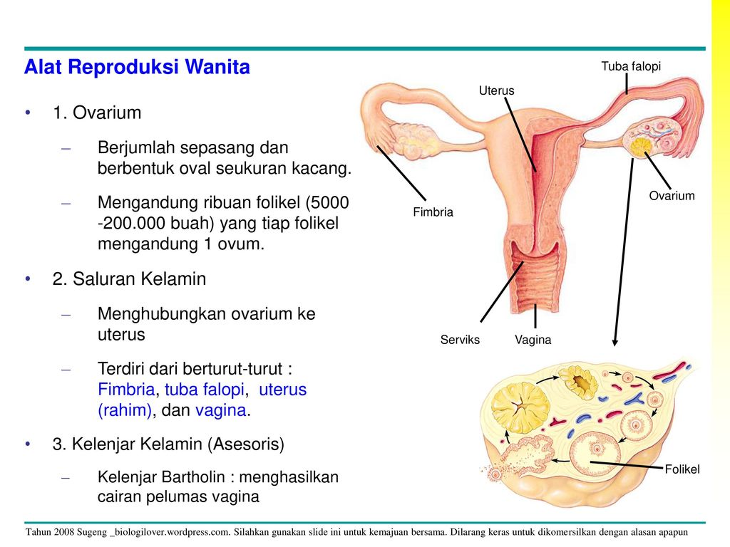 Memproduksi adalah ovum sistem bagian dari reproduksi yang wanita berfungsi Mengenal Sistem
