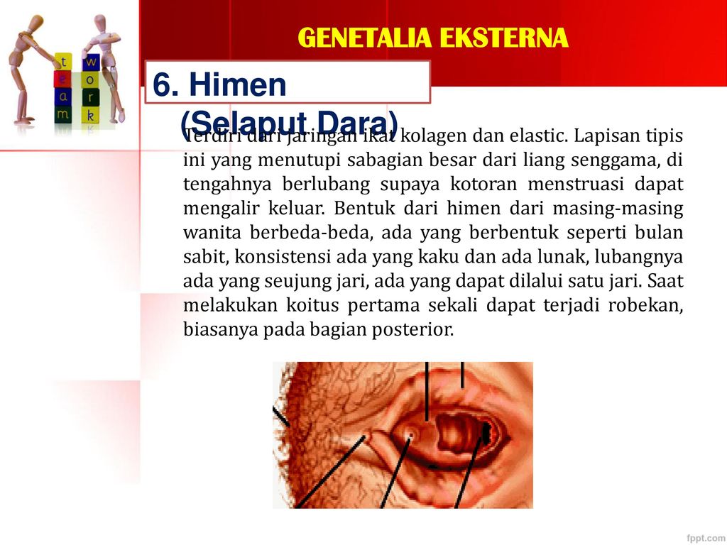 Anatomi Fisiologi Organ Reproduksi Wanita Ppt Download