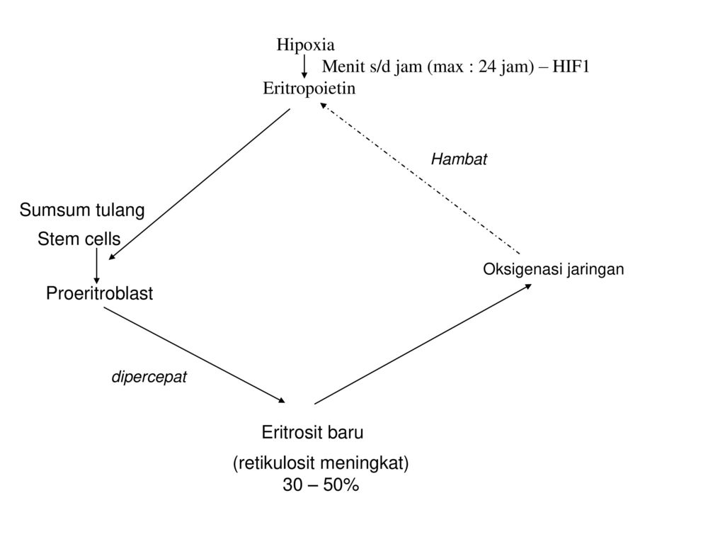 Skenario 1 Blok Hematologi Sistem Limfatik Dan Endokrin Tutor Ppt Download