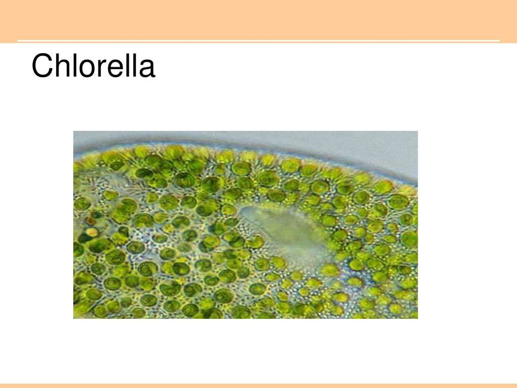 Хлорелла биология 7. Chlorella vulgaris под микроскопом. Chlorella vulgaris строение. Штаммы Chlorella vulgaris. Хлорелла под микроскопом.