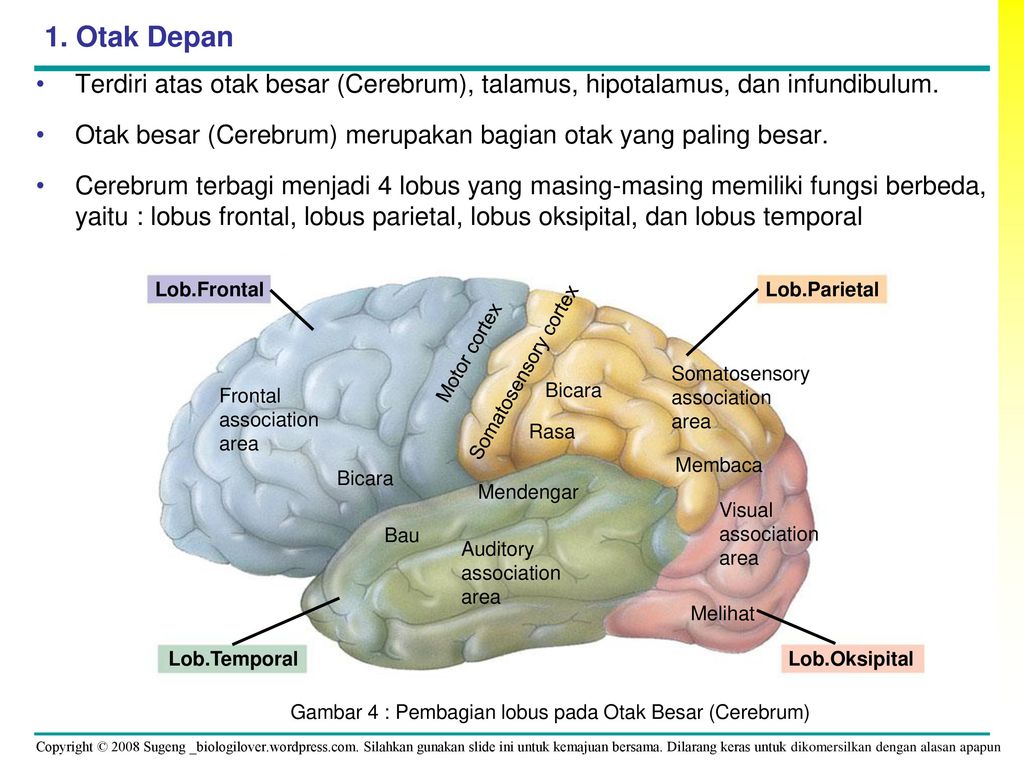 Otak Bagian Depan – Sinau