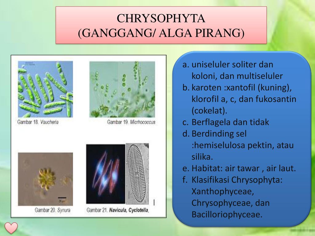 Mirip Tumbuhan Alga Pirang