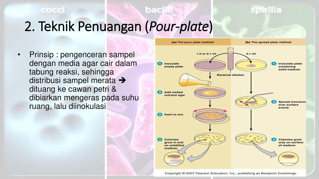 ISOLASI, IDENTIFIKASI, DAN PENANGANAN MIKROORGANISME - Ppt Download