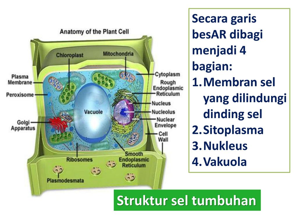 Struktur sel tumbuhan