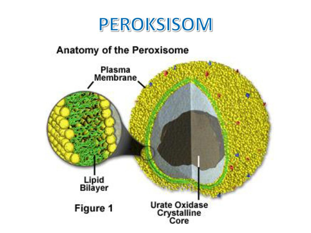 Hasil gambar untuk peroksisom