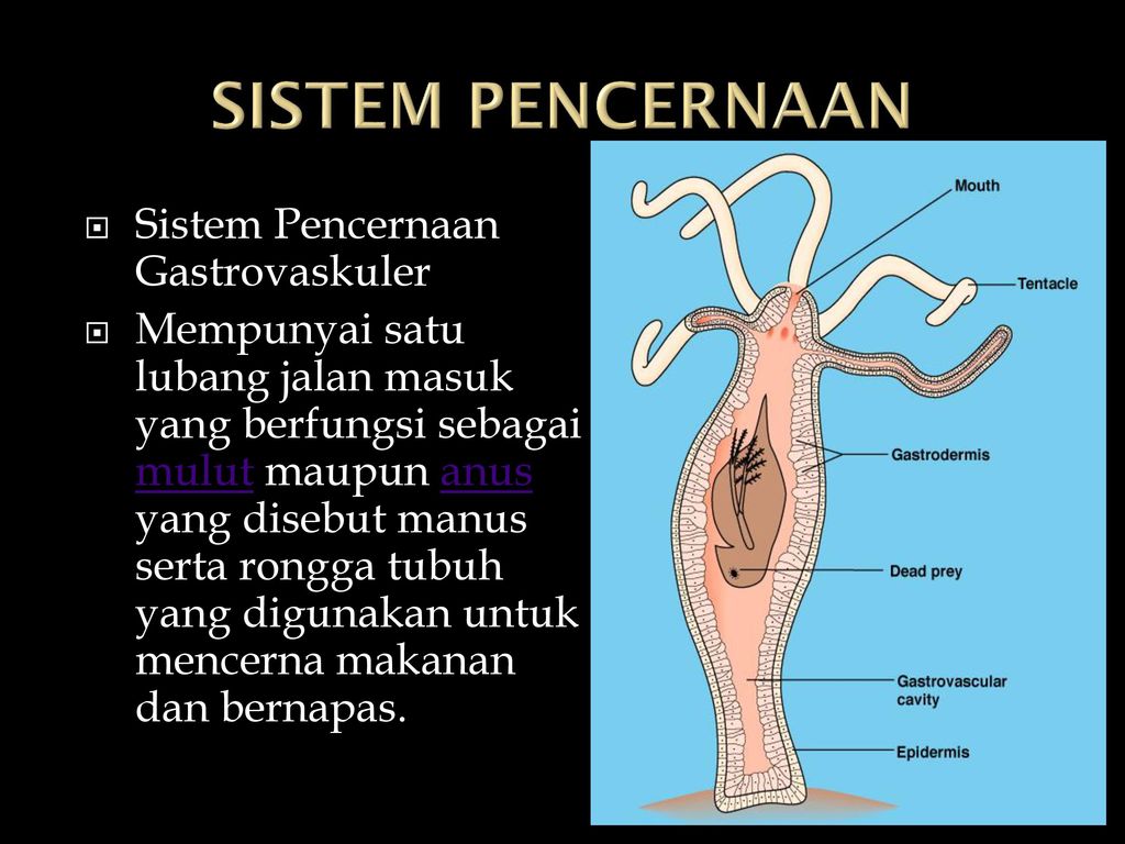 Platyhelminthes cacing. ppt - Rongga gastrovaskuler pada platyhelminthes