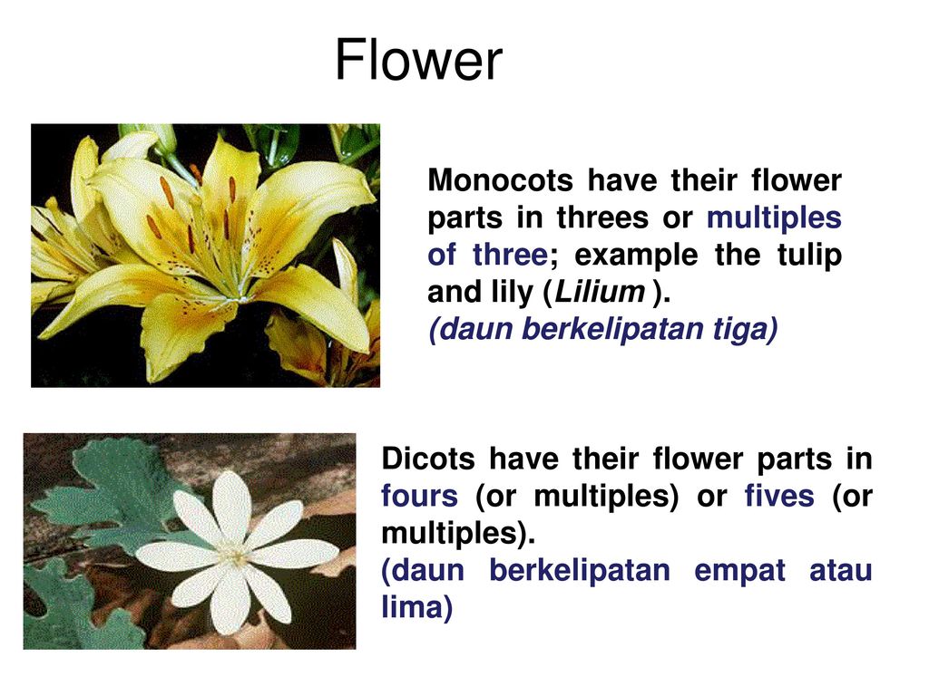Comparing Monocot And Dicot Pants Ppt Download