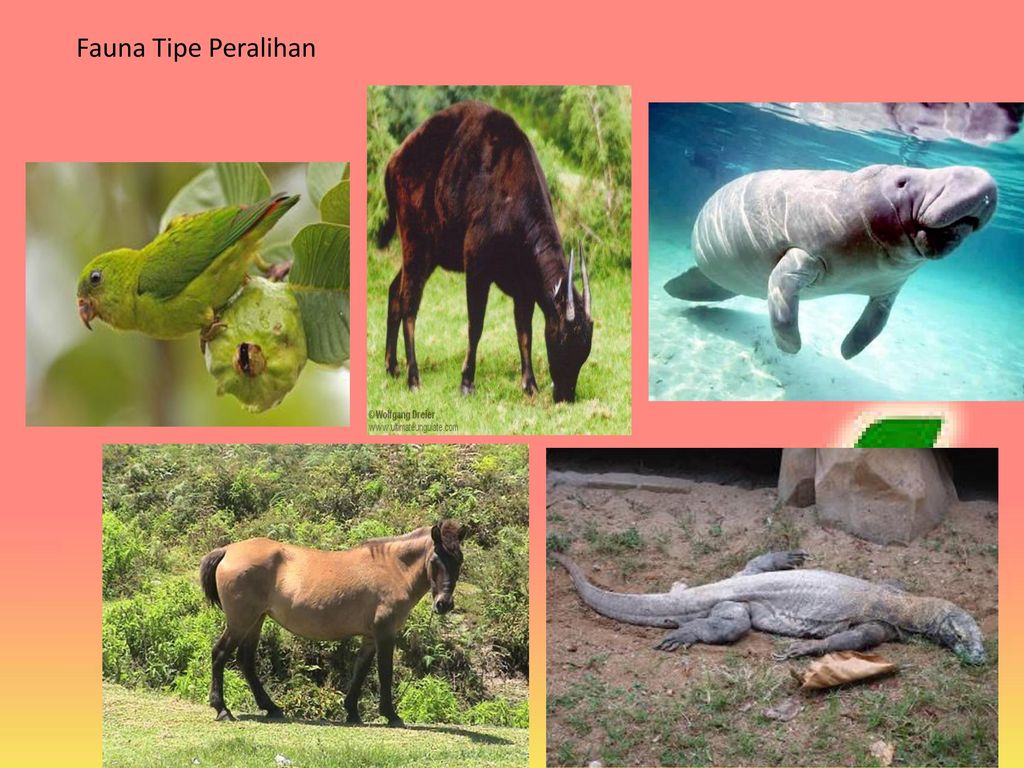 Download 56 Koleksi Gambar Flora Dan Fauna Tipe Asiatis Terbaik HD