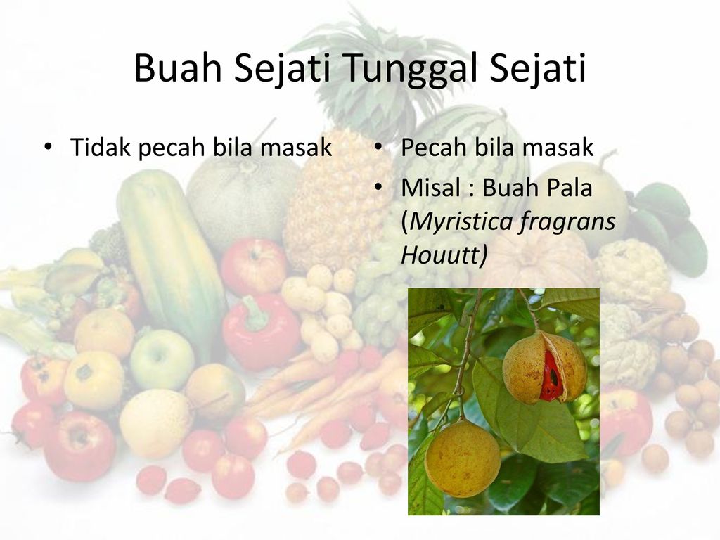 Buah Fructus Ppt Download