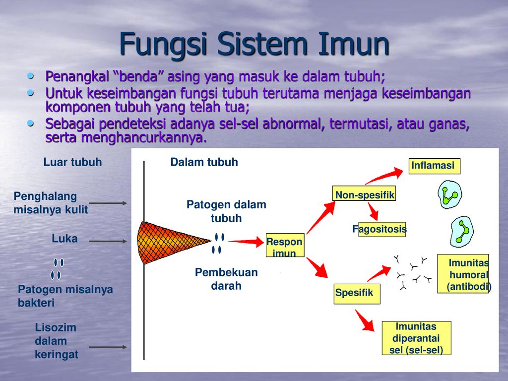 Bab 11 Sistem Imun Ppt Download