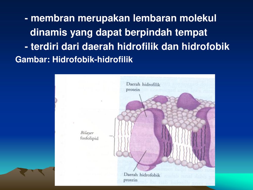 Struktur Dan Fungsi Membran Ppt Download 1517