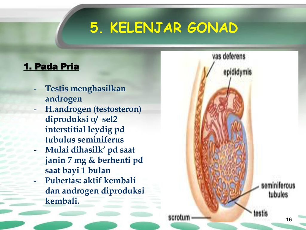 By S Dwi Sulistyawati S Kep Ns Ppt Download