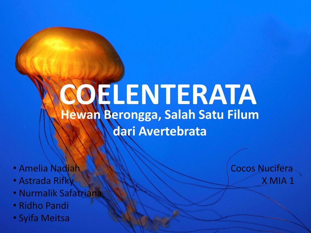 Unduh 74 Koleksi Gambar Hewan Coelenterata Keren Gratis HD