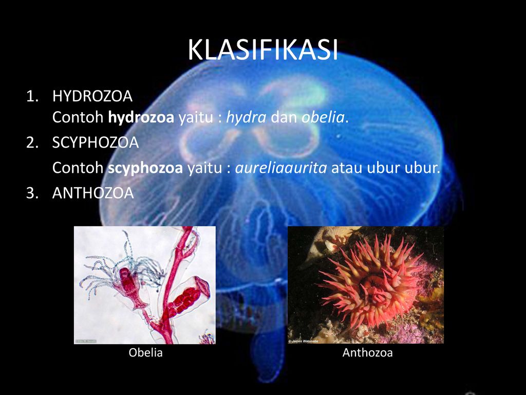 Filum coelenterata disebut juga cnidaria karena memiliki