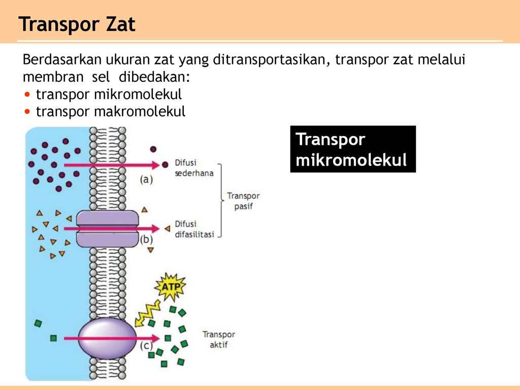 Bab 1 Sel Ppt Download