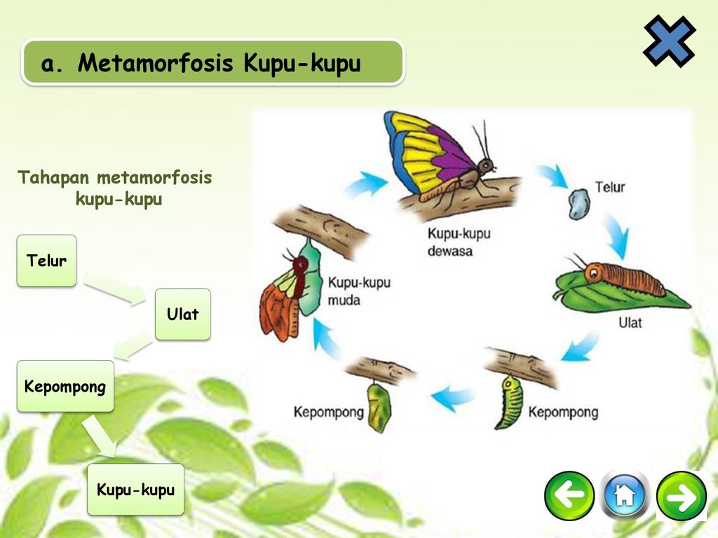 METAMORFOSIS MULAI AKHIRI. - Ppt Download