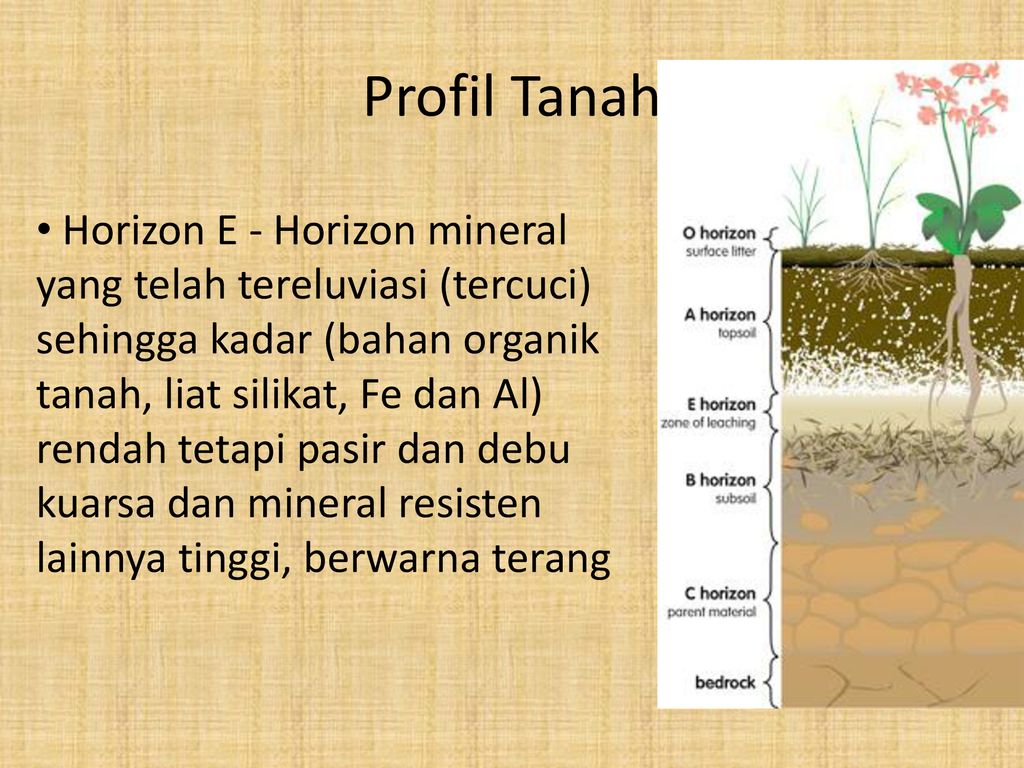 Lapisan tanah yang memiliki kandungan bahan organik yang tinggi terdapat pada horizon