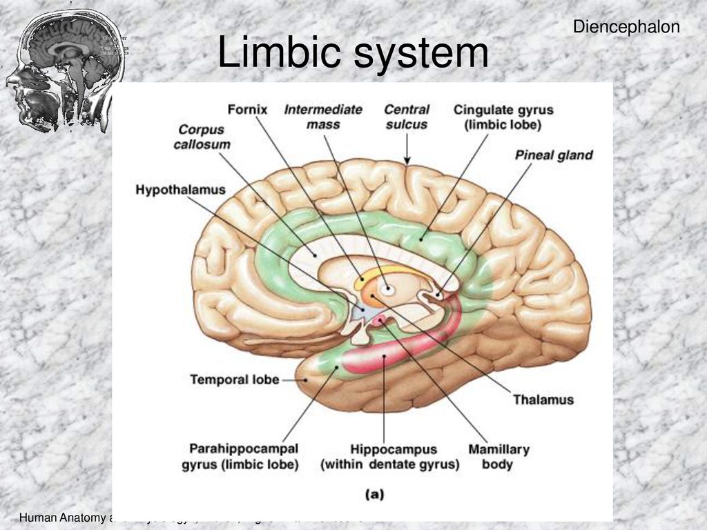 Диэнцефалон. Limbic система. Fornix мозг. Limbic System Physiology.