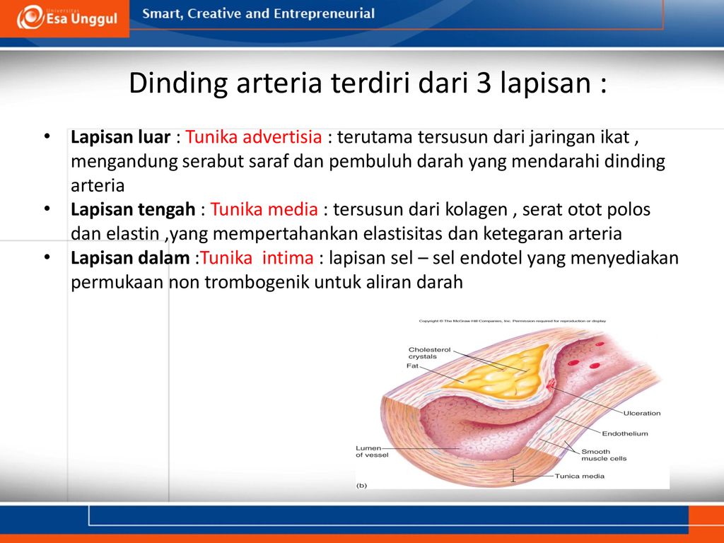 Sistem Cardiovaskular Prodi Ilmu Kesehatan And Fakultas Rmik Ppt Download