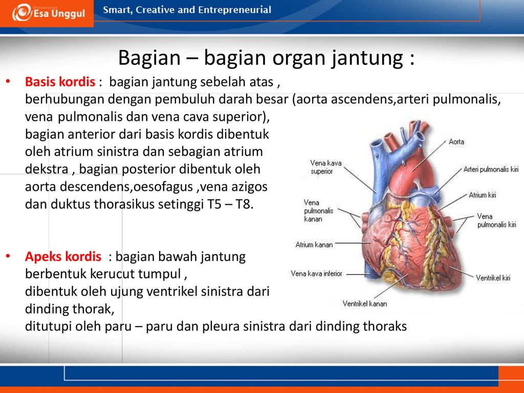 Sistem Cardiovaskular Prodi Ilmu Kesehatan And Fakultas Rmik Ppt Download