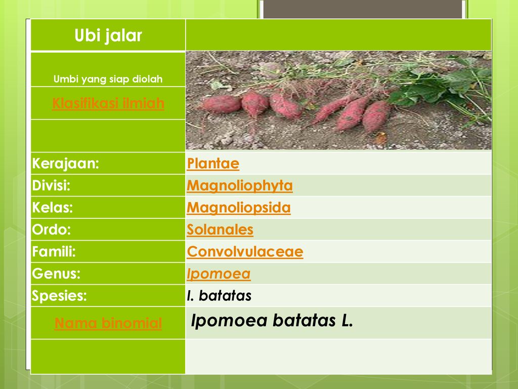 Klasifikasi Ubi Jalar – Sinau