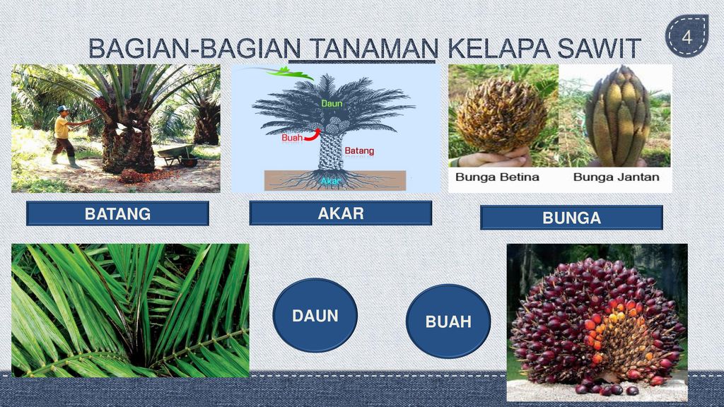 Klasifikasi Dan Morfologi Tanaman Kelapa Sawit Dan Tanaman Cabai Ppt Download