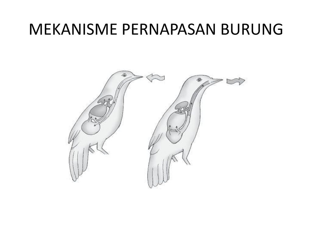 Pernapasan Pada Burung Ppt Download