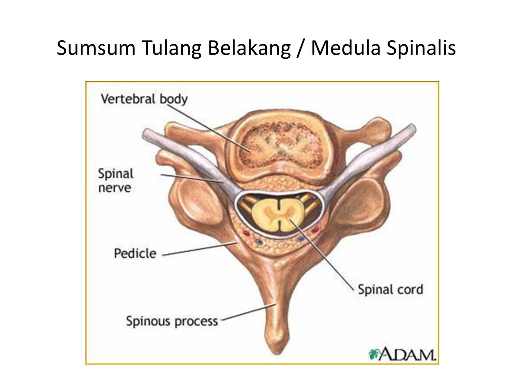 Расположение спинного мозга. Расположение спинного мозга в позвоночном. Дужка позвонка. Спинной мозг в позвоночном канале. Спиной мозг в позвоночком канале.