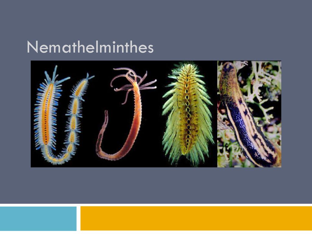 hewan nemathelminthes adalah