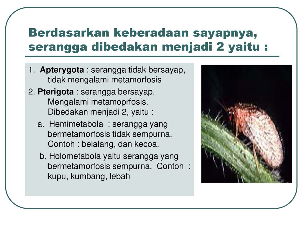 A. ARTHROPODA Ciri u2013 ciri : - ppt download