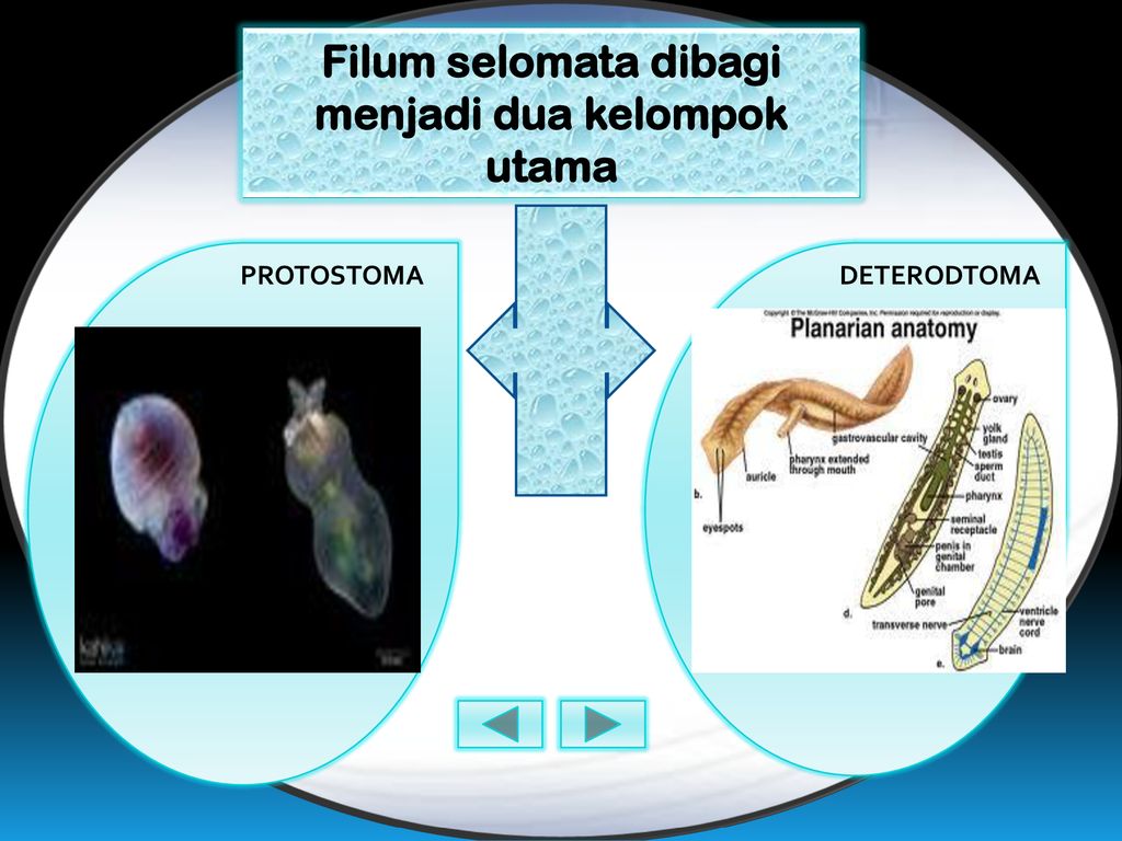 phylum platyhelminthes protostome sau deuterostome