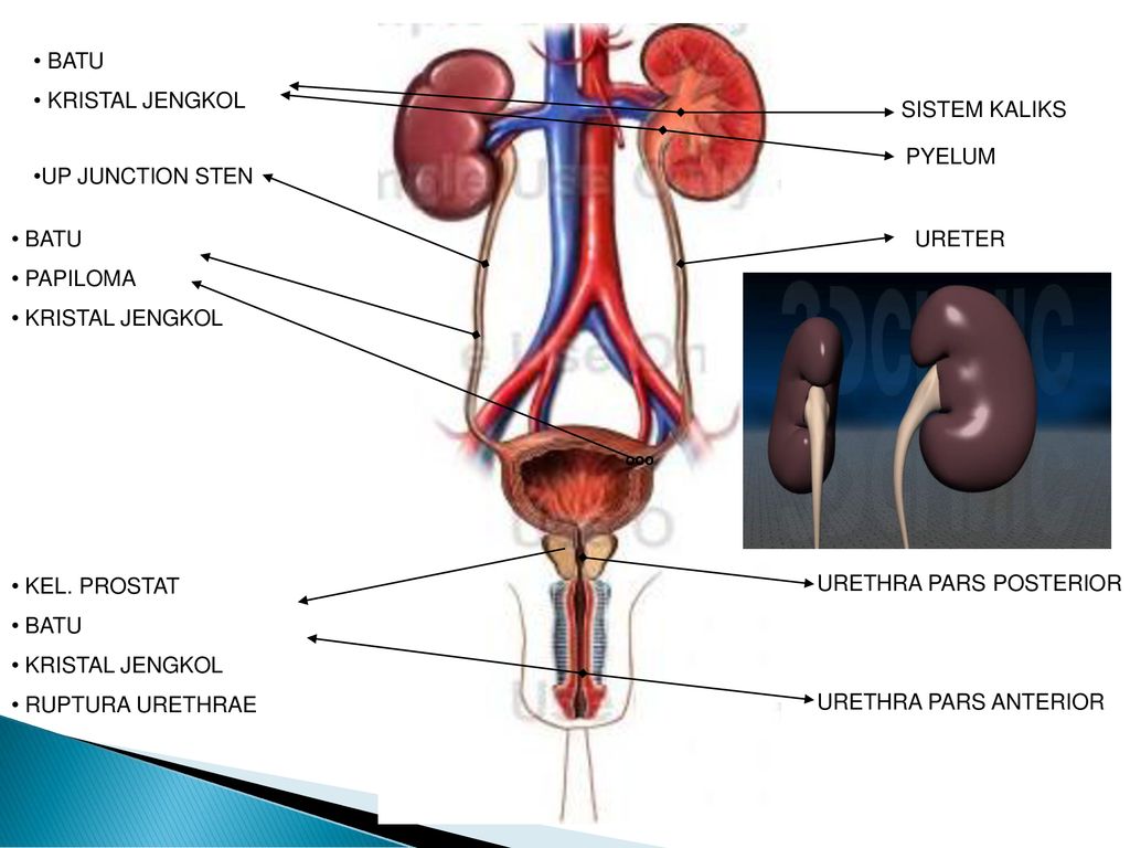 Уретра у женщин. Ureter.