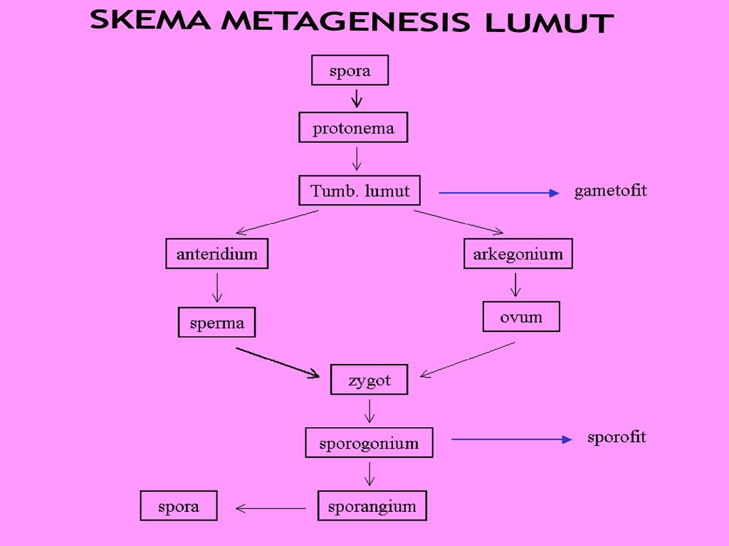 Kingdom Plantae Ppt Download