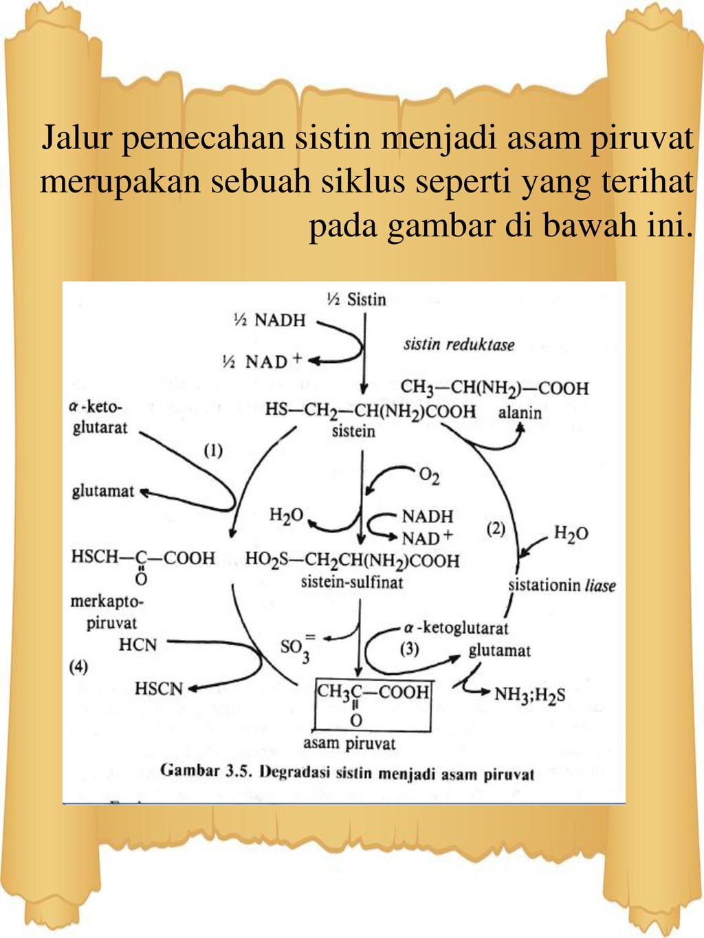 Merupakan asam metabolisme piruvat produk dari Dekarboksilasi Oksidatif
