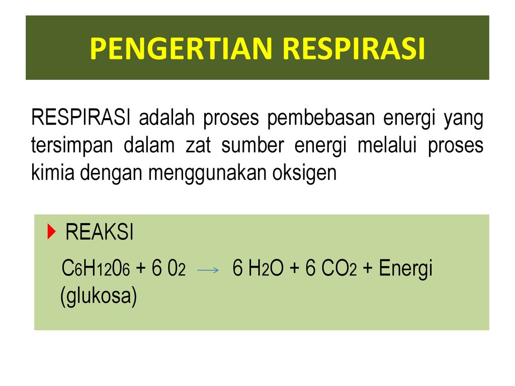 Respirasi adalah suatu proses pembebasan energi yang tersimpan dalam zat sumber energi melalui proses kimia dengan bantuan