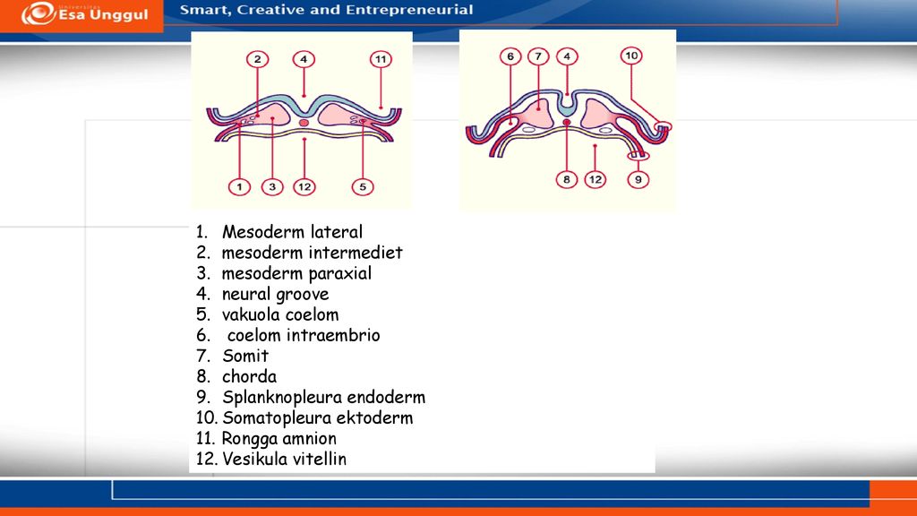 Mesoderma латынь. Латеральная мезодерма. Паренхима и мезодерма. Mesoderm р17. Старая мезодерма в германской новой медицине.