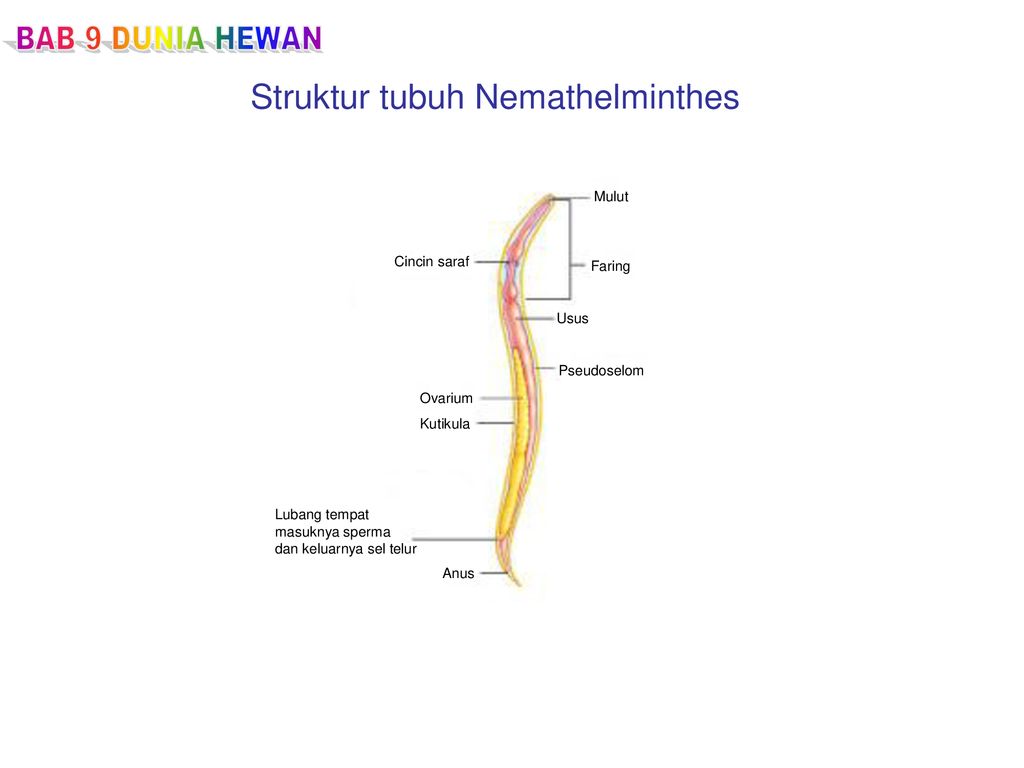 gambar struktur tubuh nemathelminthes