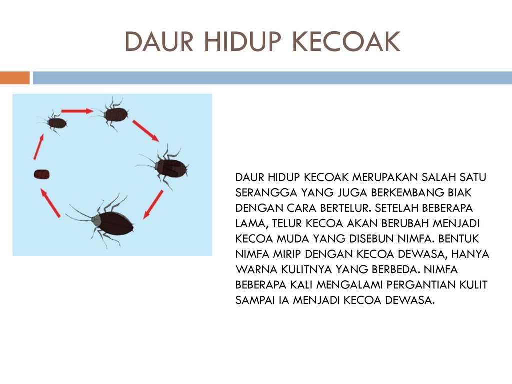 Daur Hidup Hewan Oleh Naila Ppt Download