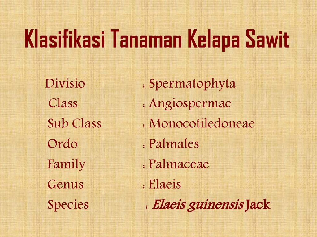 Klasifikasi Tanaman Kelapa Sawit