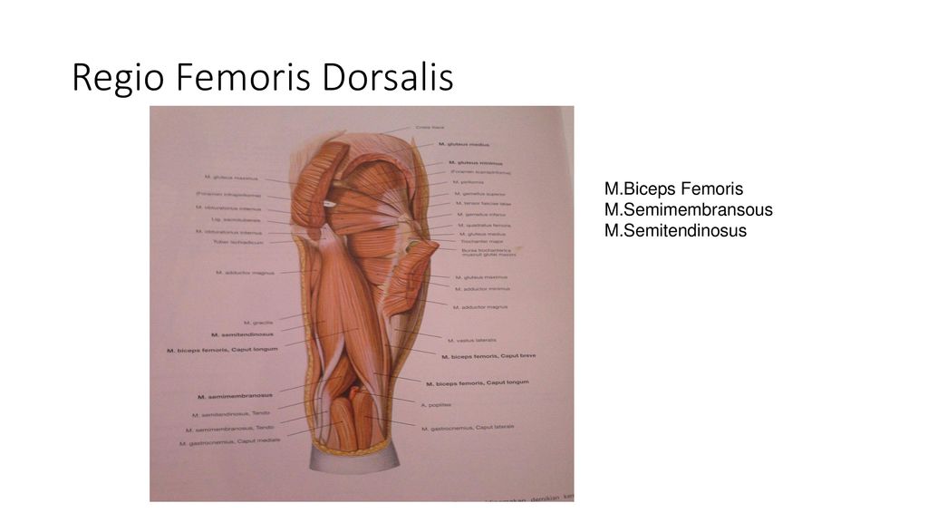 Biceps femoris