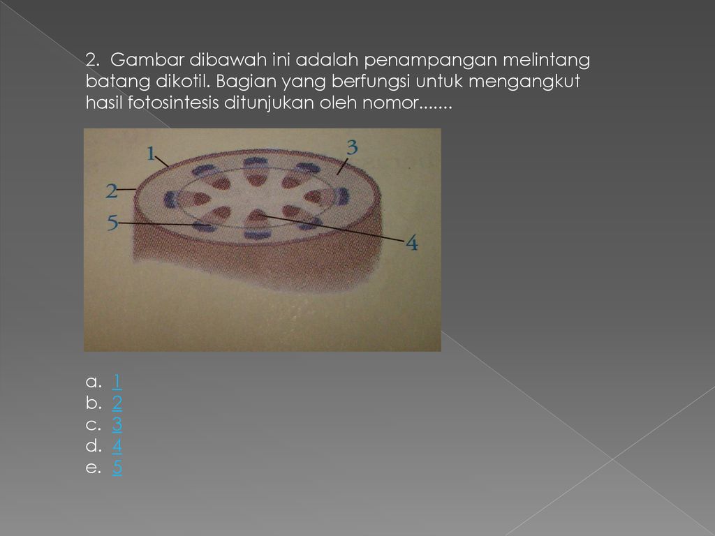 Jaringan epitel yang melapisi bagian dalam jonjot usus ditunjukkan oleh gambar