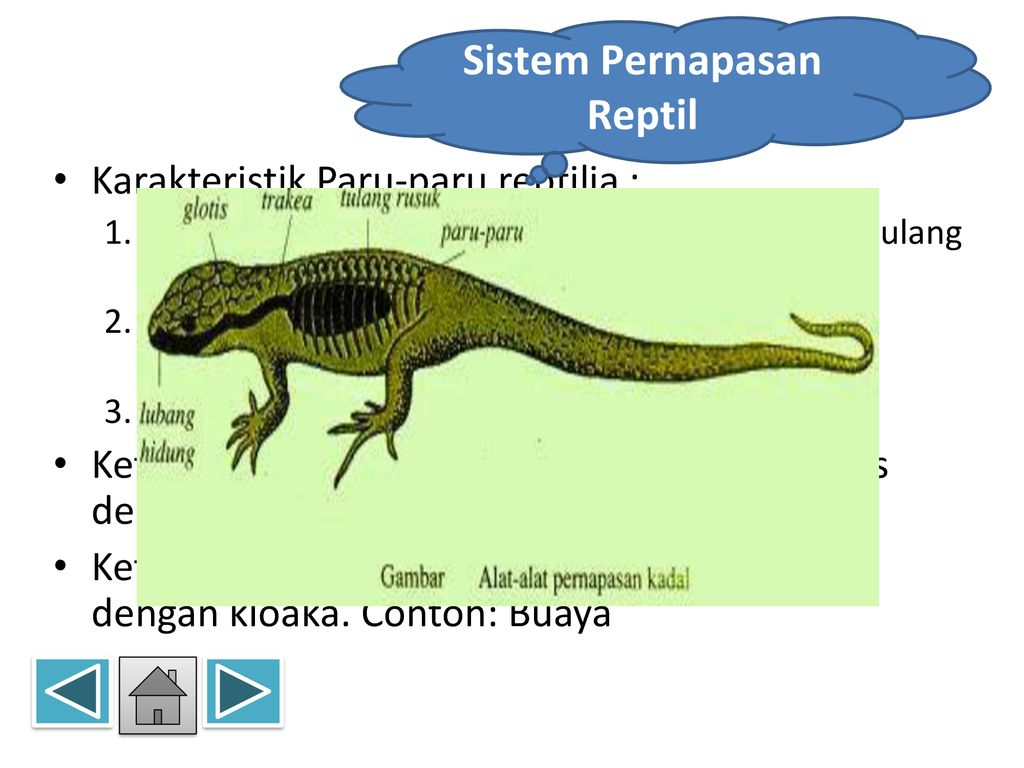 880 Koleksi Gambar Sistem Pernapasan Pada Hewan Reptil Gratis Terbaik