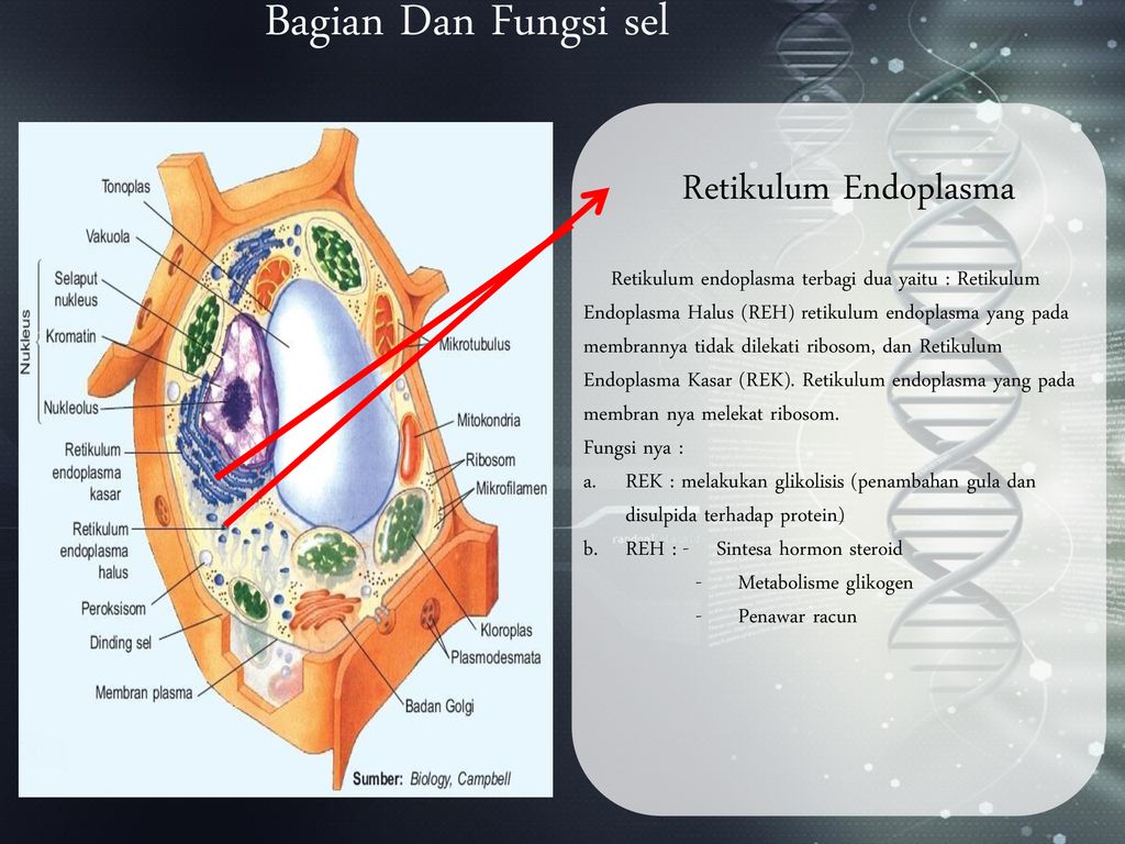 Sel Sebagai Satuan Fungsional Ppt Download