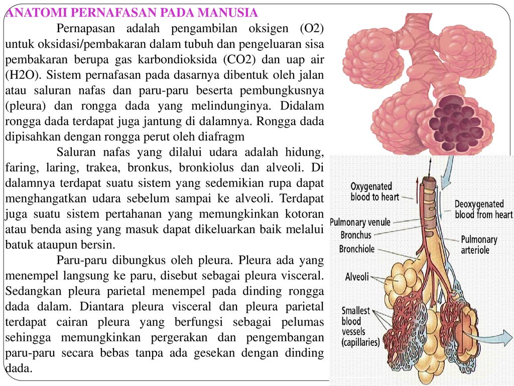 Cairan Tubuh Dan Pernapasan Ppt Download