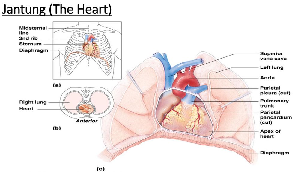 36+ Anatomi Dan Fisiologi Kardiovaskuler