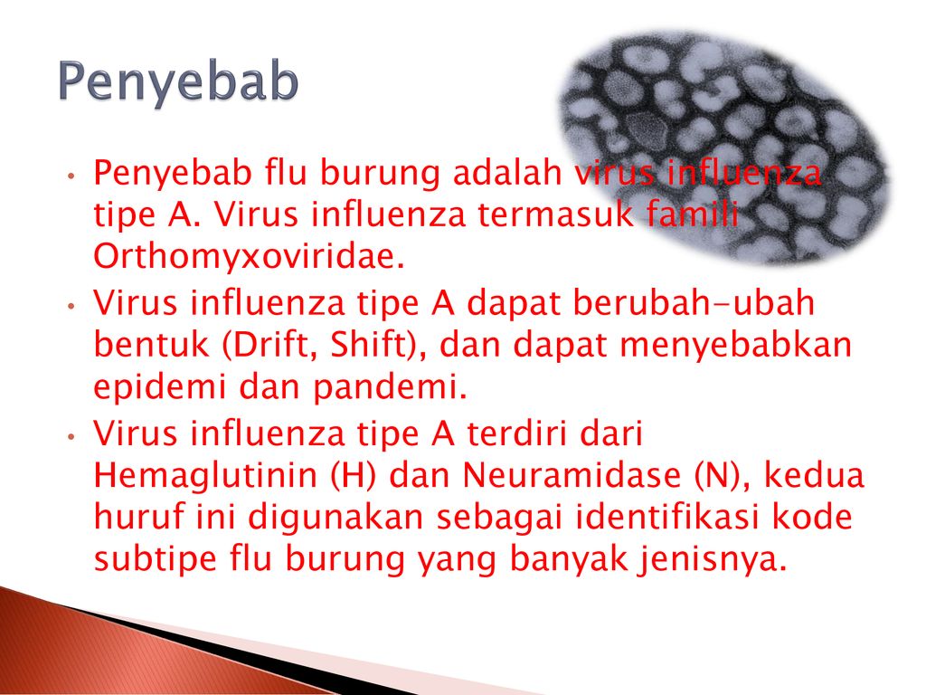 Penyebab penyakit influenza adalah