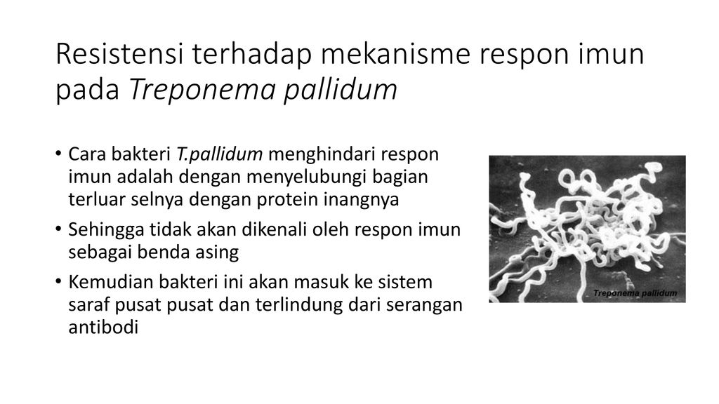 Treponema pallidum в ифа качественно что это