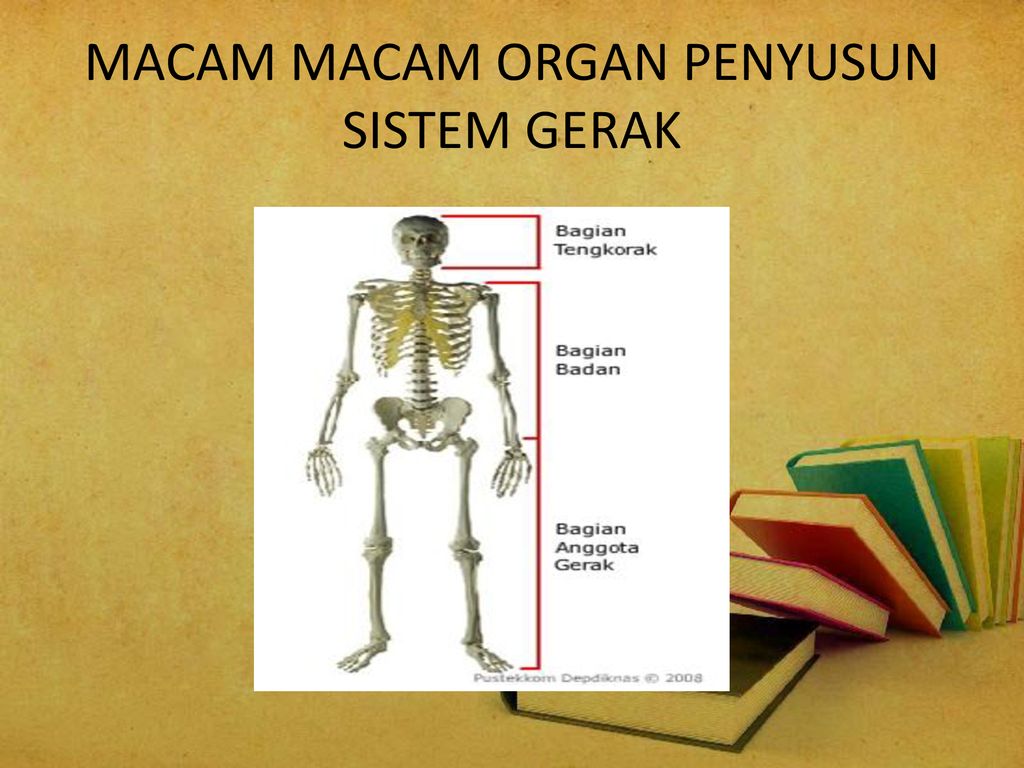 Gerak disebut penyusun organ Pengertian Sistem
