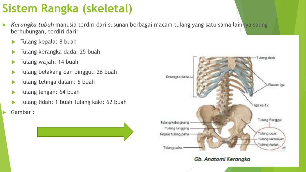 ppt anatomi dan fisiologi manusia